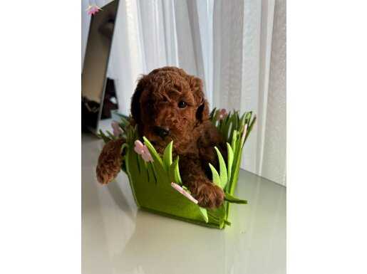 Toy Poodle 1 Aylık