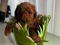 Toy Poodle 1 Aylık