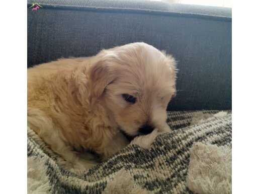 Maltipoo Yavru 