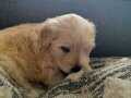 Maltipoo Yavru 