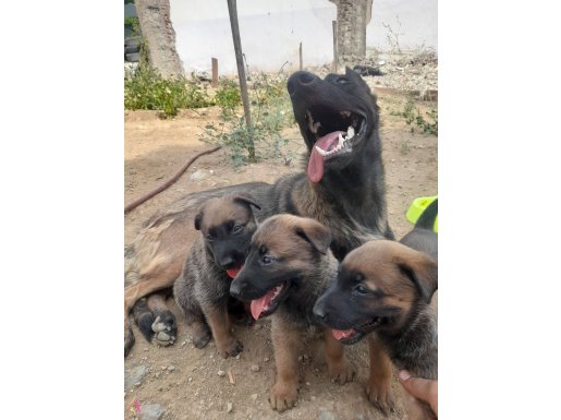 A KALİTE MALİNOİSLERİMİZ IRK VE SAĞLIK GARANTİLİ