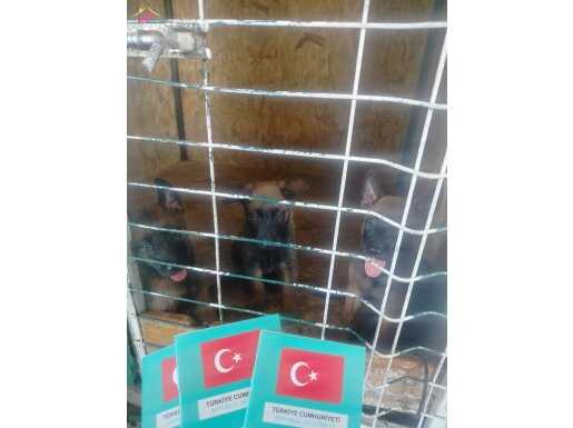 ANNE BABA SCR Lİ FULL MASKELİ PİRANALAR