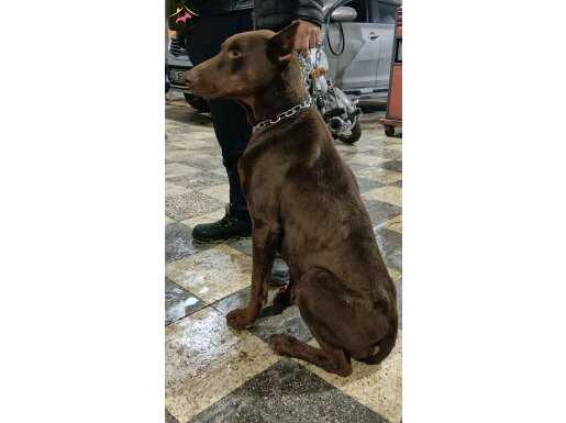 2 YAŞINDA DAMIZLIK KIZIL ÇİPLİ  TEMEL İTAATLİ DOBERMAN
