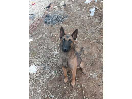 PASAPORTLU AŞILI KARNELİ MALİNOİS