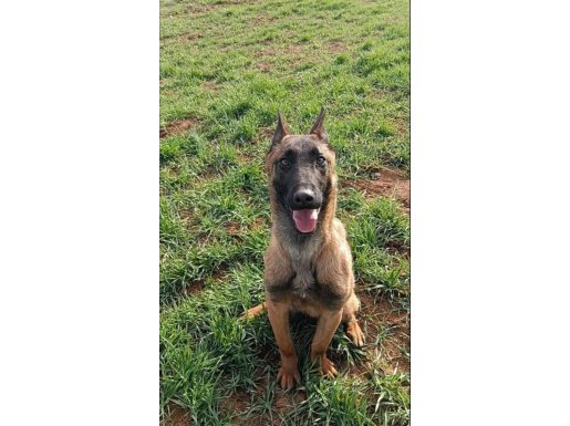 MASKELİ  MALİNOİS