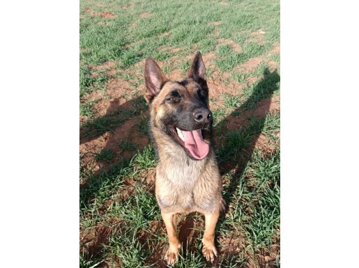 A KALİTE TOP DRİVE DİŞİ MELİNOİS