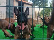 ÜST DÜZEY KAN HATTI AKSIYON ŞİLA YAVRULARI 