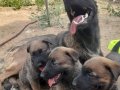 A KALİTE MALİNOİSLERİMİZ IRK VE SAĞLIK GARANTİLİ