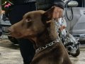 2 YAŞINDA DAMIZLIK KIZIL ÇİPLİ  TEMEL İTAATLİ DOBERMAN