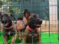 EYÜP DOĞAN AKSİYON ŞİLA YAVRULARI