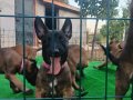 ÜST DÜZEY KAN HATTI AKSIYON ŞİLA YAVRULARI 