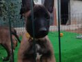 ÜST DÜZEY KAN HATTI AKSIYON ŞİLA YAVRULARI 
