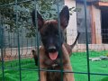 ÜST DÜZEY KAN HATTI AKSIYON ŞİLA YAVRULARI 