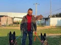 1. SINIF WORKING-LINE BELGIAN MALINOIS YAVRULARI 