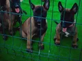 1. SINIF WORKING-LINE BELGIAN MALINOIS YAVRULARI 