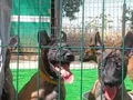 1. SINIF WORKING-LINE BELGIAN MALINOIS YAVRULARI 