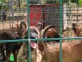 IRK GARANTİLİ SAF KAN MALİNOİS YAVRULARIM