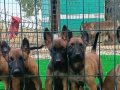 EYÜP DOĞAN KAN HATTI YAVRULARIMIZ