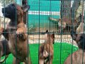 EYÜP DOĞAN KAN HATTI YAVRULARIMIZ