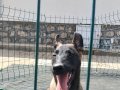 SAF KAN ÇALIŞMA HATTI YAVRULARIMIZ