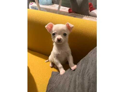 Teacup elma surat chihuahua (şivava) yavrularımız 