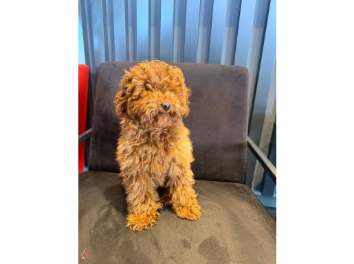 IRK GARANTİLİ ORJİNAL TOY POODLE YAVRULARI - ERKEK