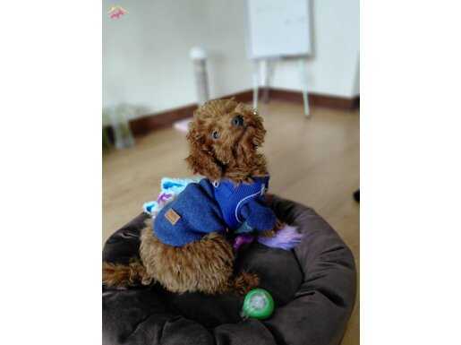 A Kalite Erkek Toy Poodle.. 
