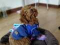 A Kalite Erkek Toy Poodle.. 