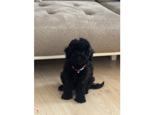  çok uysal çocuklarla arası çok iyi çip var.