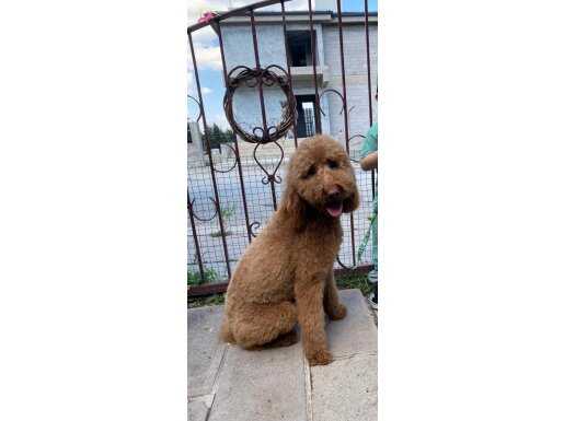 LABRADOODLE Irkı EV YAŞAMININA ADAPTE.