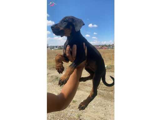 IRK STANDARTLARINA UYGUN HARİKA RENK VE BOYUTLARDA DOBERMA…