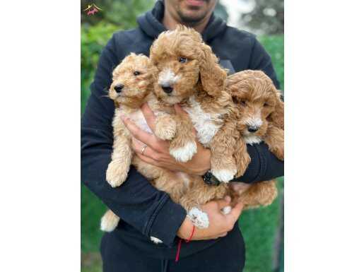 Bİ COLOR RENK YAPISINA SAHİP DEV POODLE