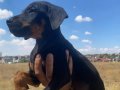 IRK STANDARTLARINA UYGUN HARİKA RENK VE BOYUTLARDA DOBERMA…