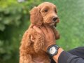 Bİ COLOR RENK YAPISINA SAHİP DEV POODLE