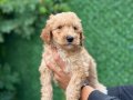 Bİ COLOR RENK YAPISINA SAHİP DEV POODLE