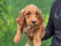 Bİ COLOR RENK YAPISINA SAHİP DEV POODLE