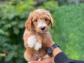 Bİ COLOR RENK YAPISINA SAHİP DEV POODLE