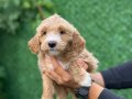 Bİ COLOR RENK YAPISINA SAHİP DEV POODLE