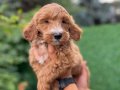 Bİ COLOR RENK YAPISINA SAHİP DEV POODLE