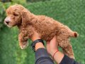 Bİ COLOR RENK YAPISINA SAHİP DEV POODLE