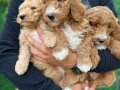 Bİ COLOR RENK YAPISINA SAHİP DEV POODLE