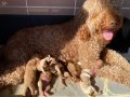 Bİ COLOR RENK YAPISINA SAHİP DEV POODLE