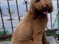 Bİ COLOR RENK YAPISINA SAHİP DEV POODLE