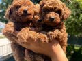 Teacup Poddle Yavrular