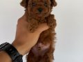 Teacup Poddle Yavrular