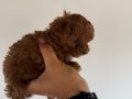 Teacup Poddle Yavrular