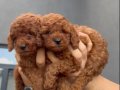 Toy Poddle Renk ve Irk GARANTİLİDİR.