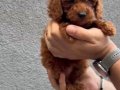 Toy Poddle Renk ve Irk GARANTİLİDİR.