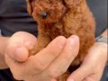 Toy Poddle Renk ve Irk GARANTİLİDİR.