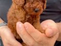 EFSANE TOY POODLE YAVRULAR